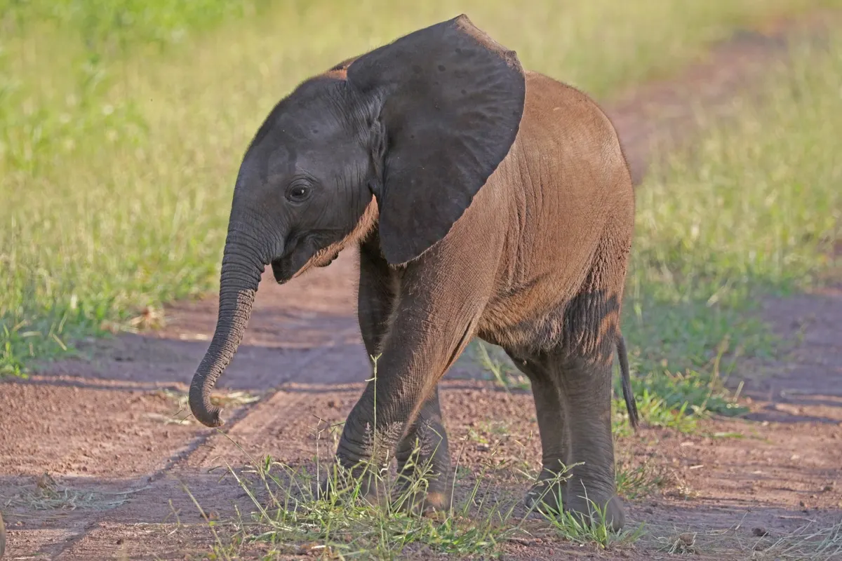 Six-week-old African bush elephant calf standing on grass