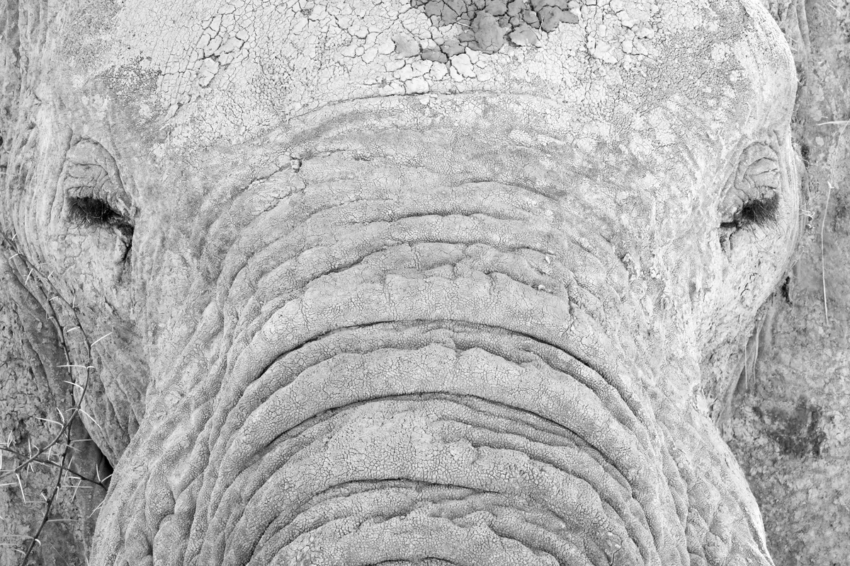Close-up of an African bush elephant face showing trunk, ear, and tusks