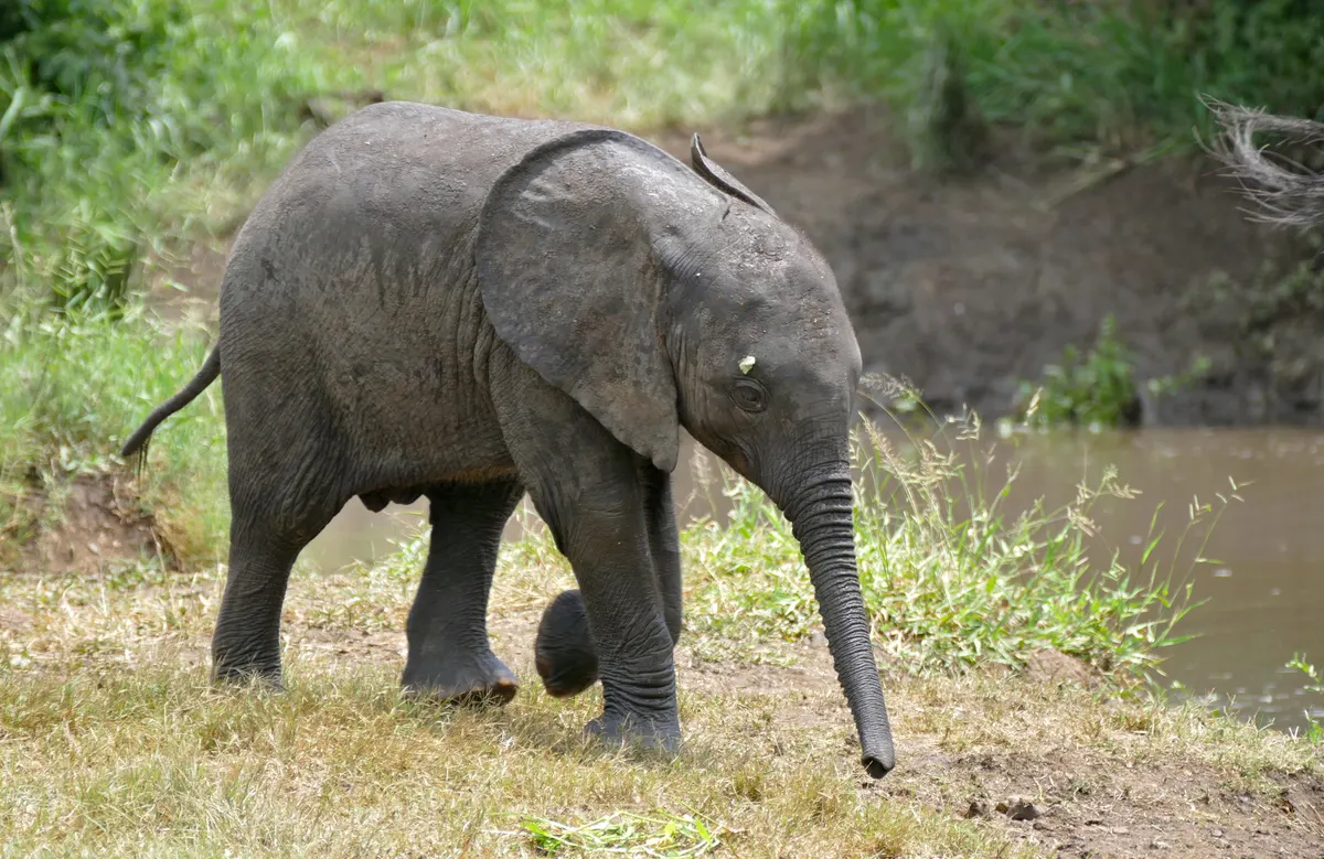 Young African elephant calf standing beside adults on sandy ground