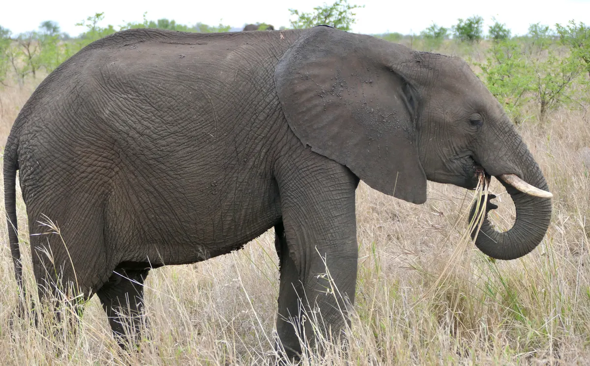Savanna elephant eating dry grass with trunk in open field