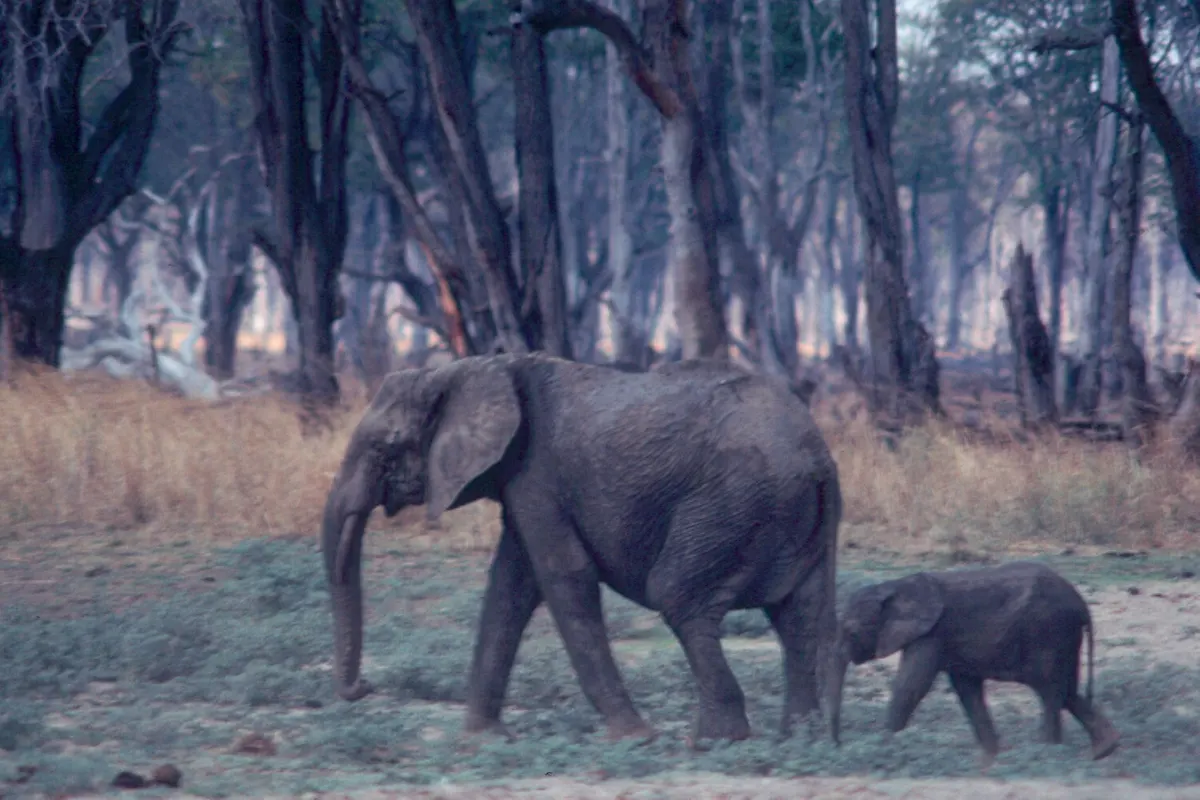 Savanna elephant family walking together with calves in natural habitat