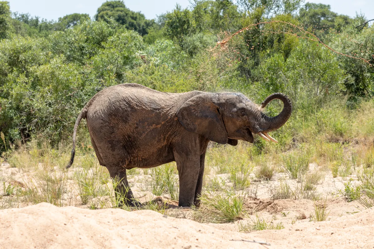 African elephants walking across dry grassland in Kidepo Valley National Park
