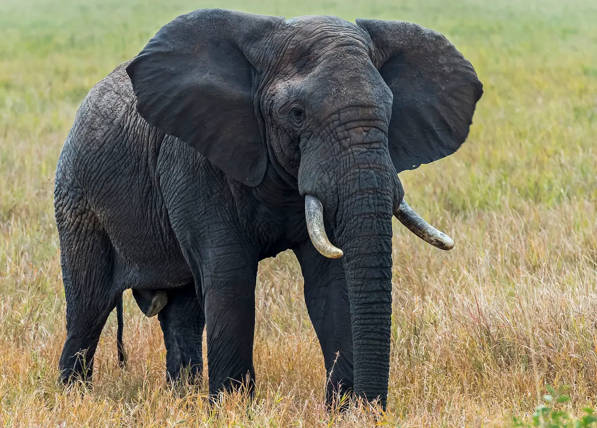 African elephant moving across open habitat in warm daylight