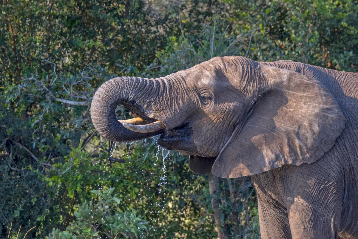 African bush elephant drinking water with its trunk in Kruger National Park