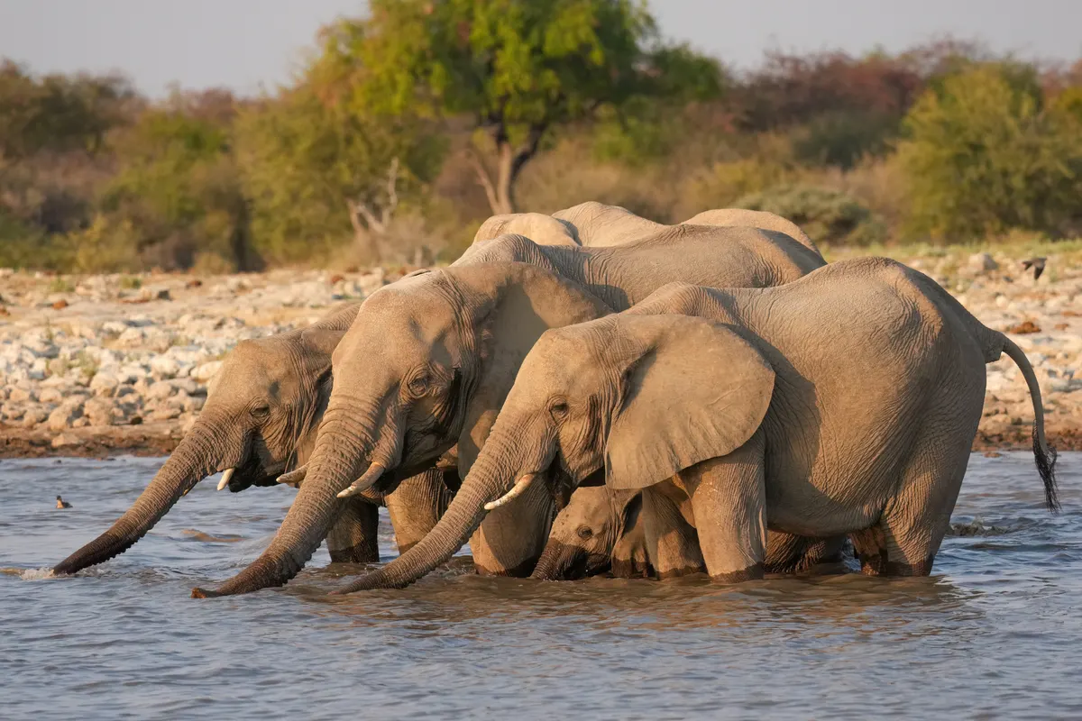 Herd of African bush elephants drinking together at a waterhole