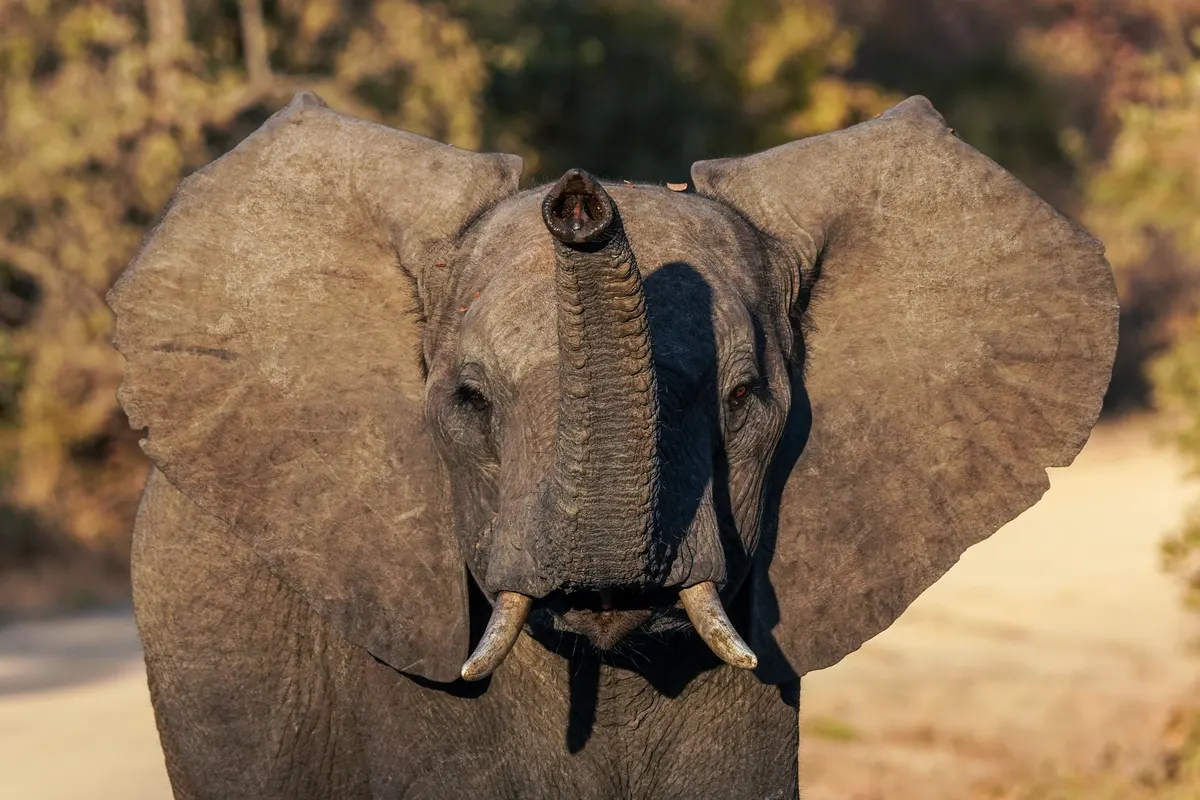 Male African bush elephant raising its trunk in Kafue National Park