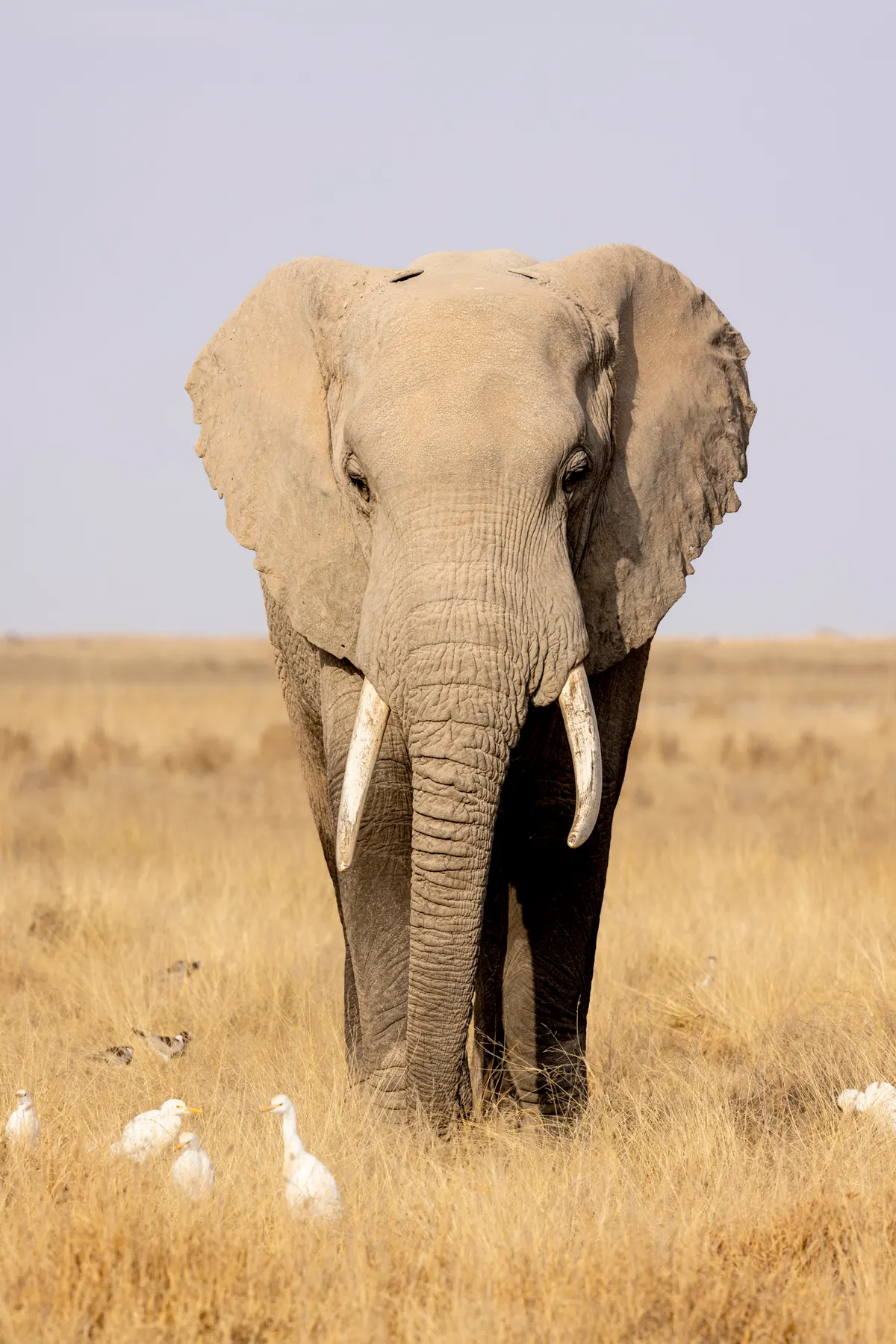 African elephant walking through savanna grassland in Amboseli