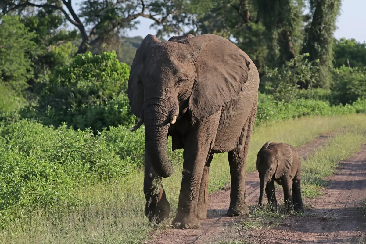 African bush elephant mother and calf in open African grassland