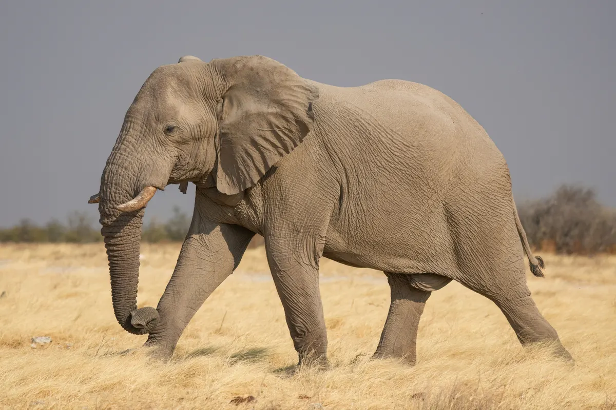 Full-body view of a large male African bush elephant on open plains