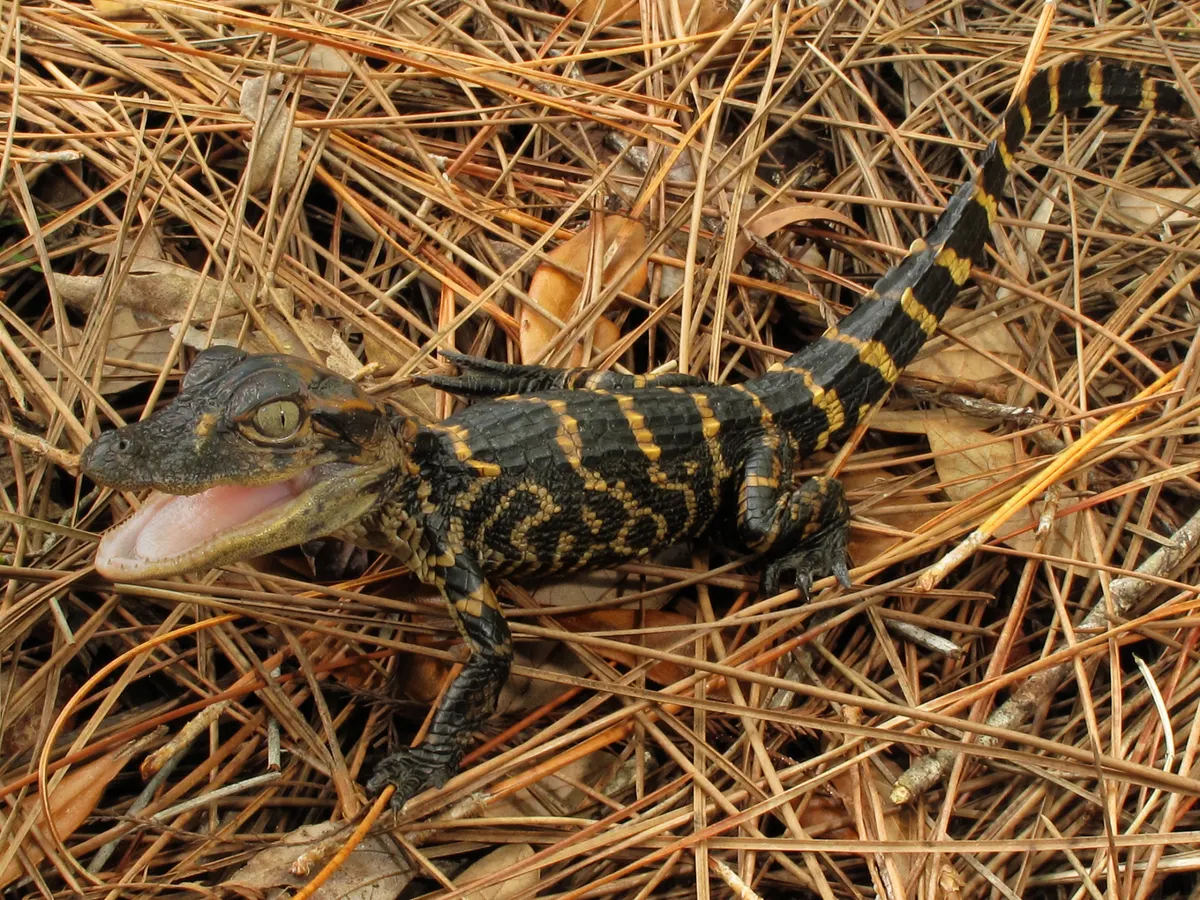 Juvenile American alligator showing yellow banding on dark scales