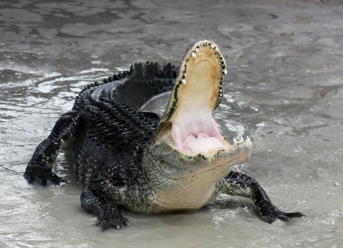 American alligator with mouth partly open in defensive posture
