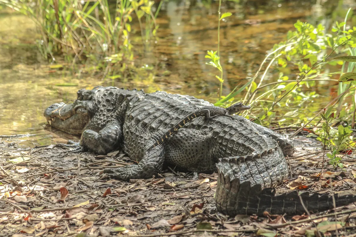 Adult American alligator with a small hatchling nearby in Everglades