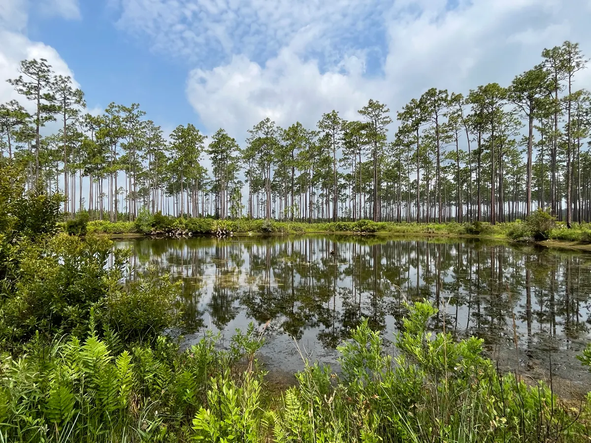 Open water and swamp vegetation in Okefenokee Swamp Georgia