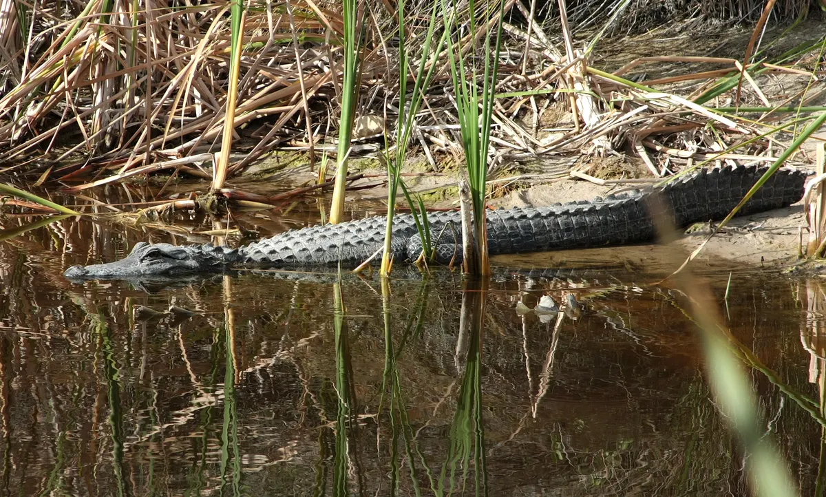 American alligator beside a Florida highway near wetland habitat