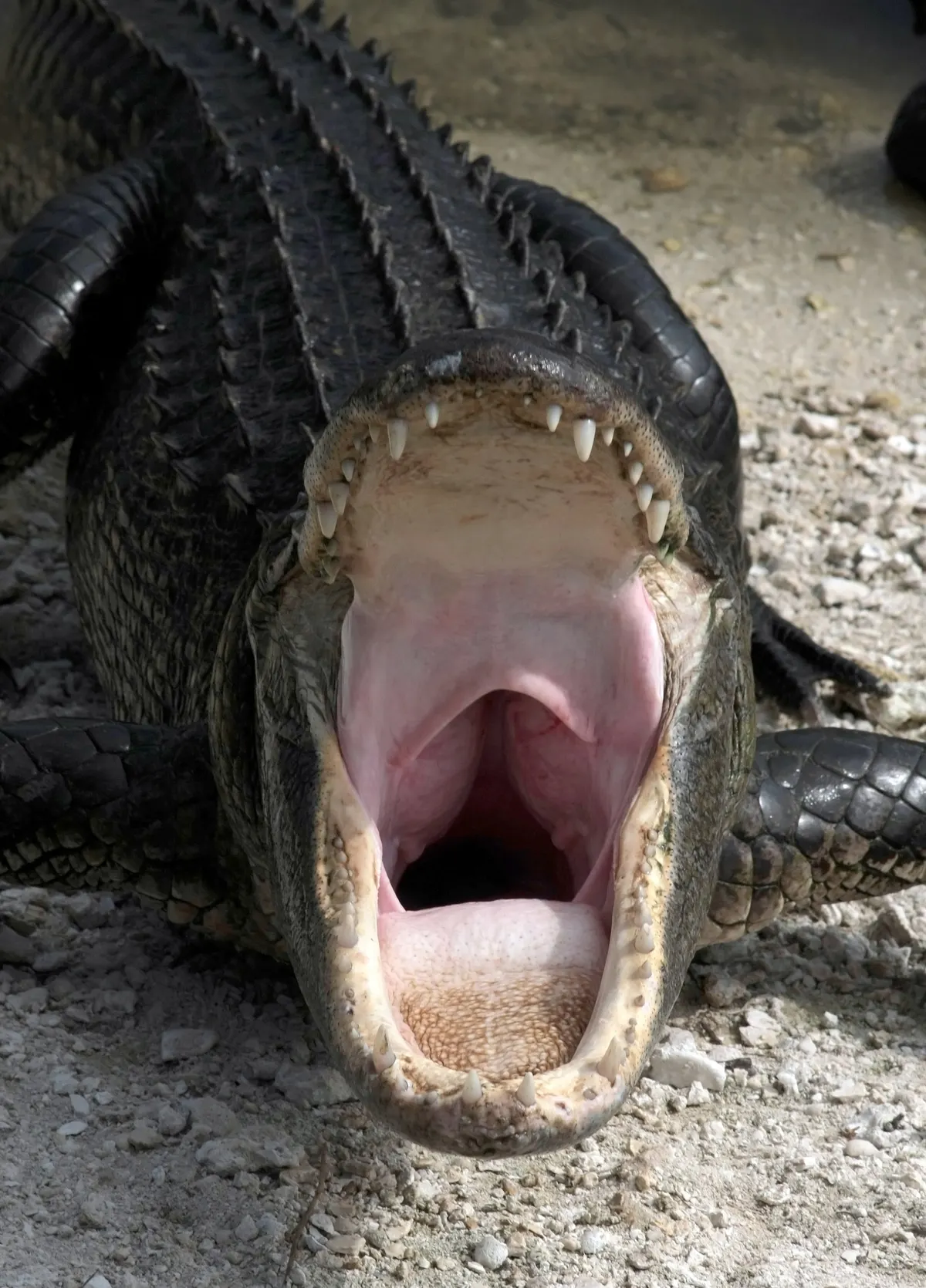 American alligator yawning with jaws open showing sharp teeth