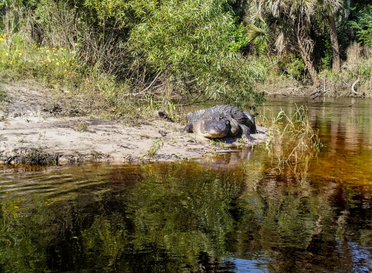 American alligator basking on a riverbank in Central Florida