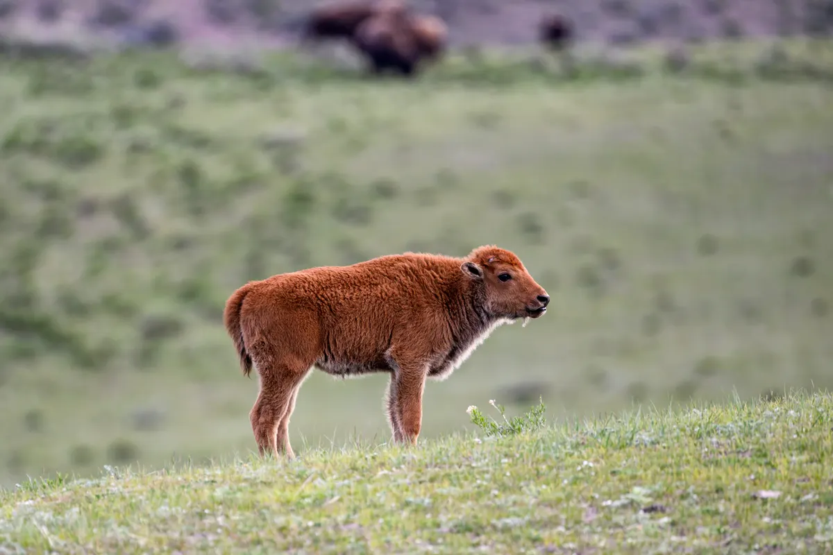 Reddish-brown American bison calf standing on a grassy ridge