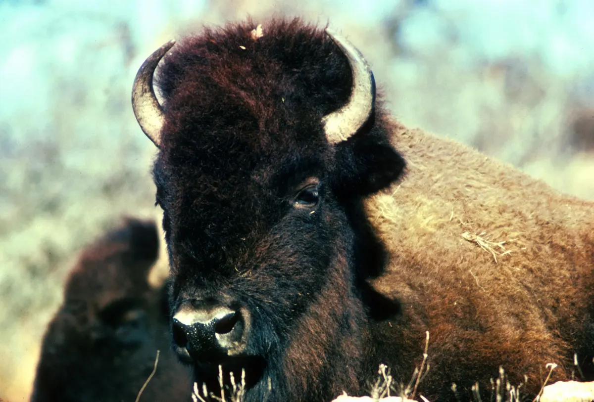 Close-up of an American bison's head, horns, and shaggy hair