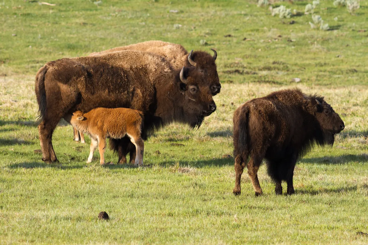 American bison calf drinking milk from its mother