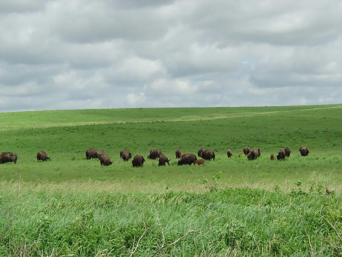 Herd of American bison grazing across open prairie