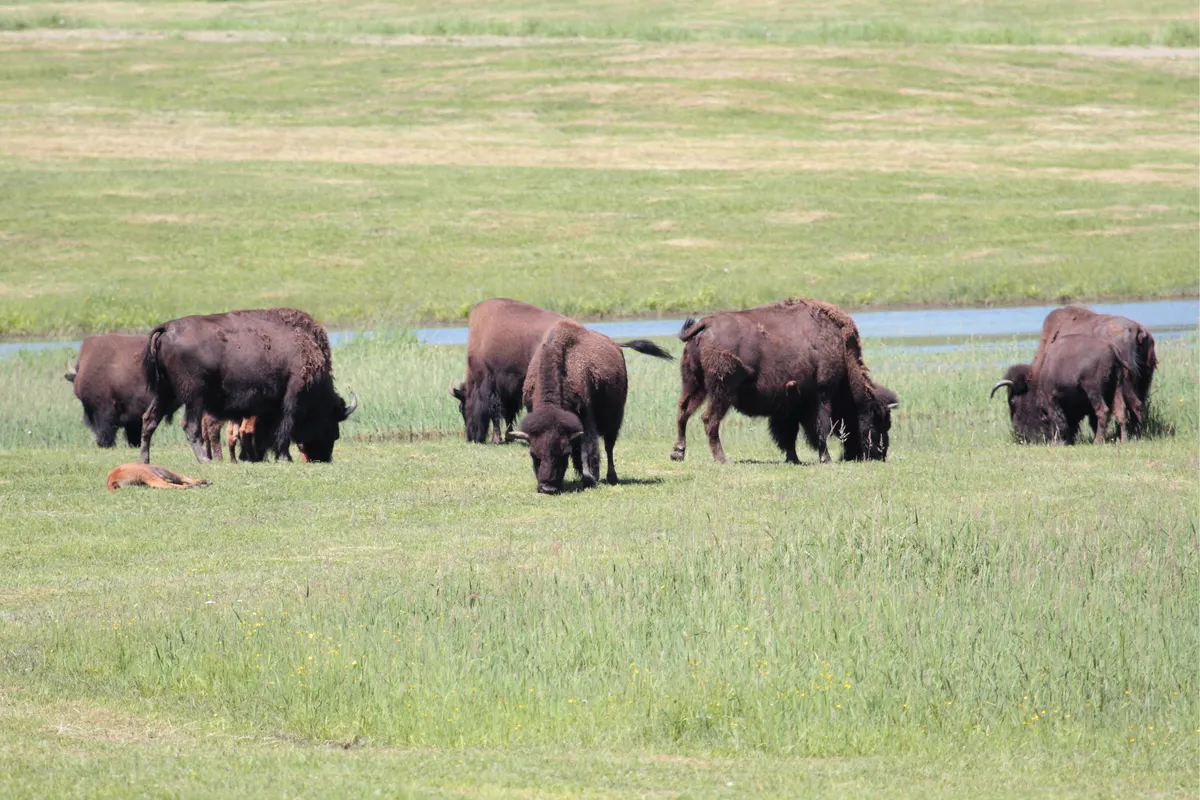 Group of American bison standing together in a herd