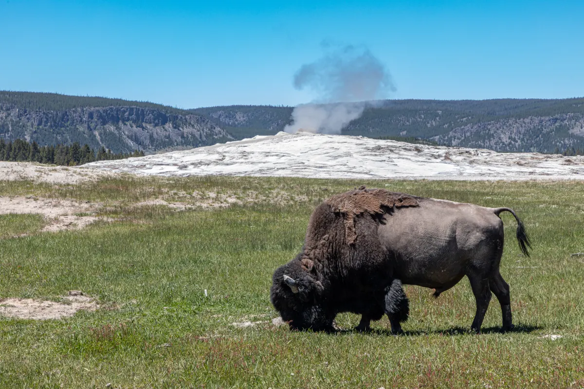 American bison grazing near the Old Faithful geyser in Yellowstone