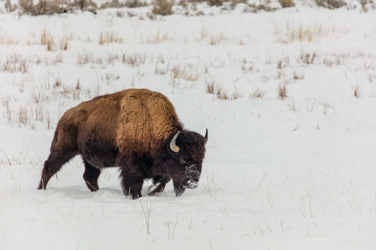 American bison walking through deep snow in winter