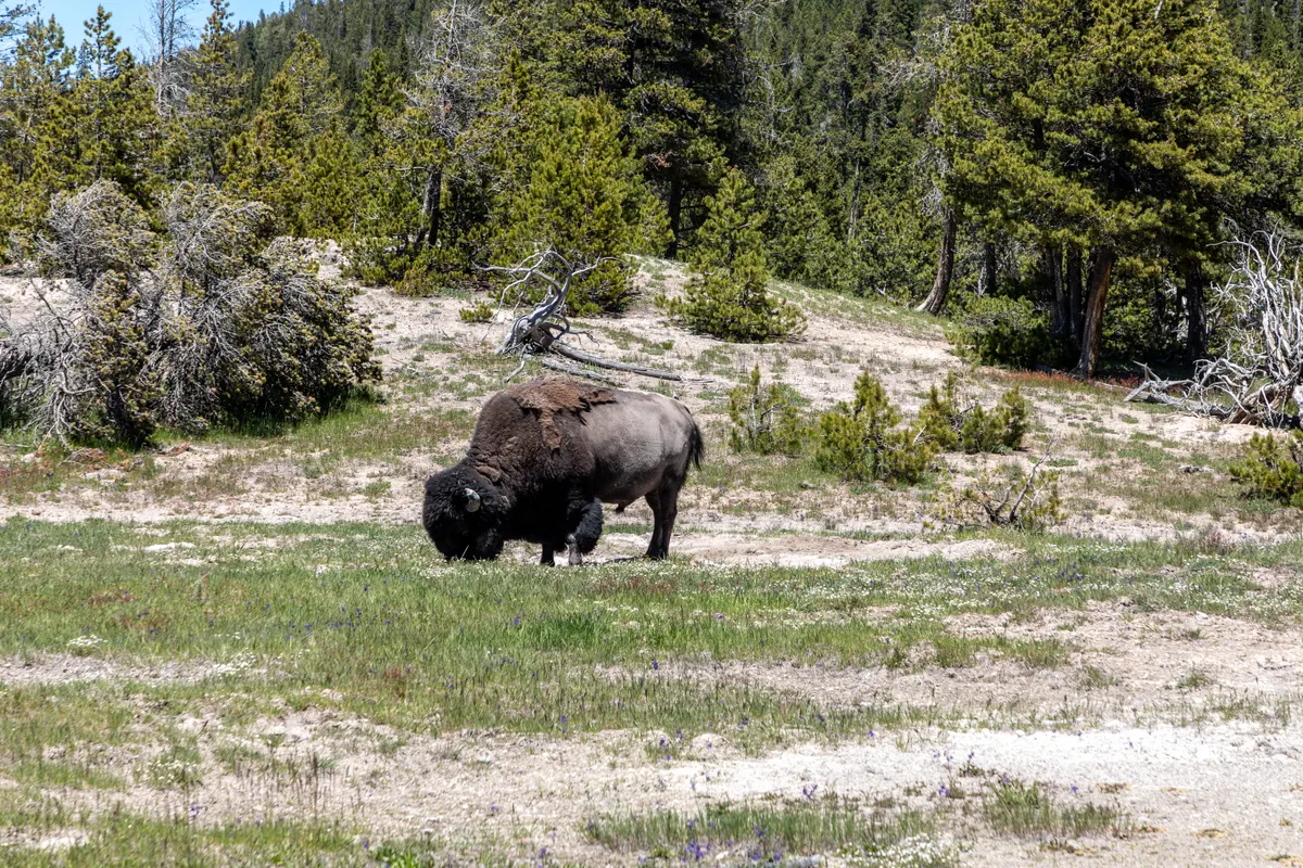 American bison grazing on grass in Yellowstone