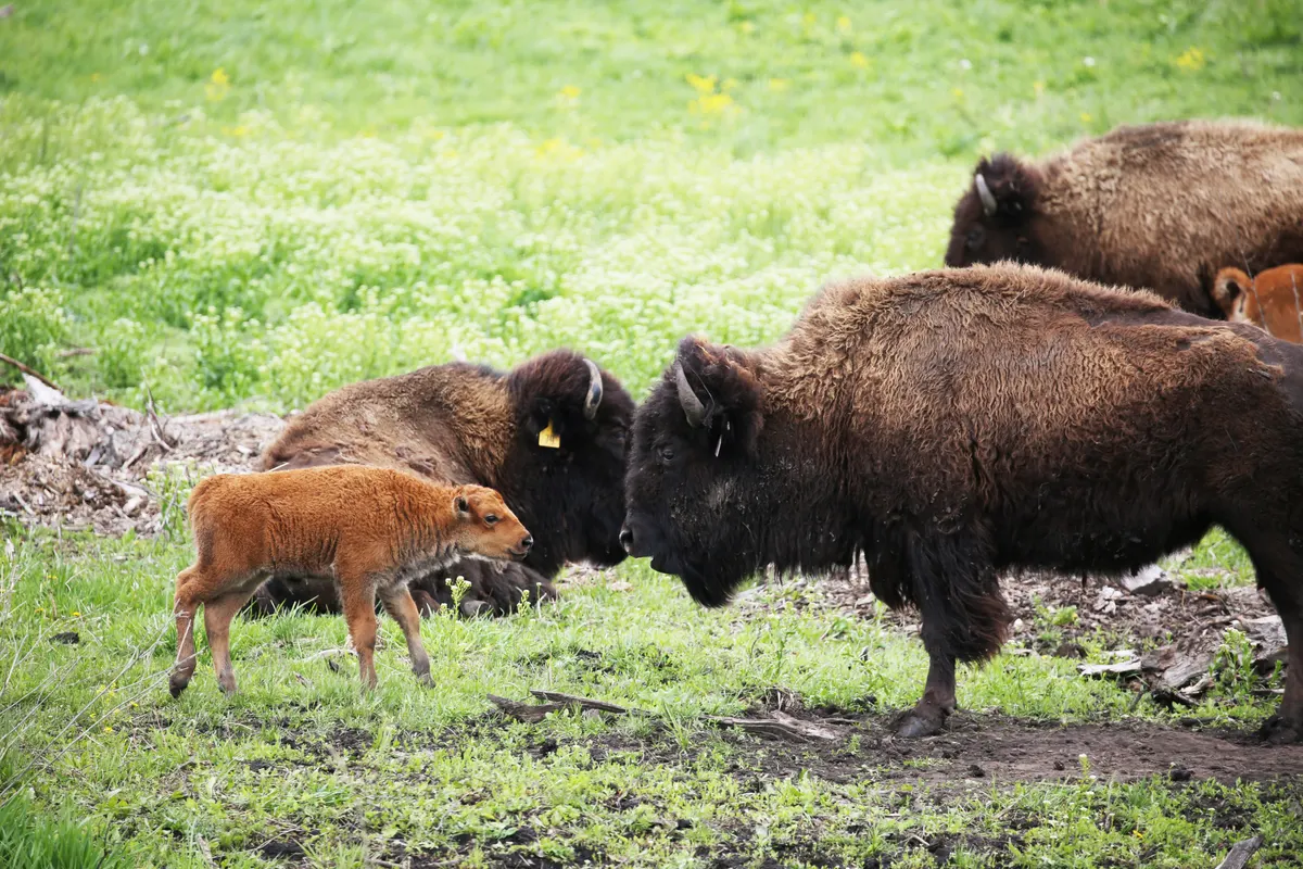 Adult American bison standing beside its young calf