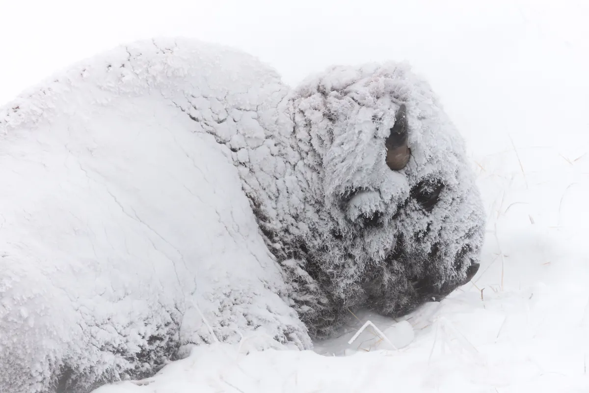 American bison covered in snow resting during a winter storm