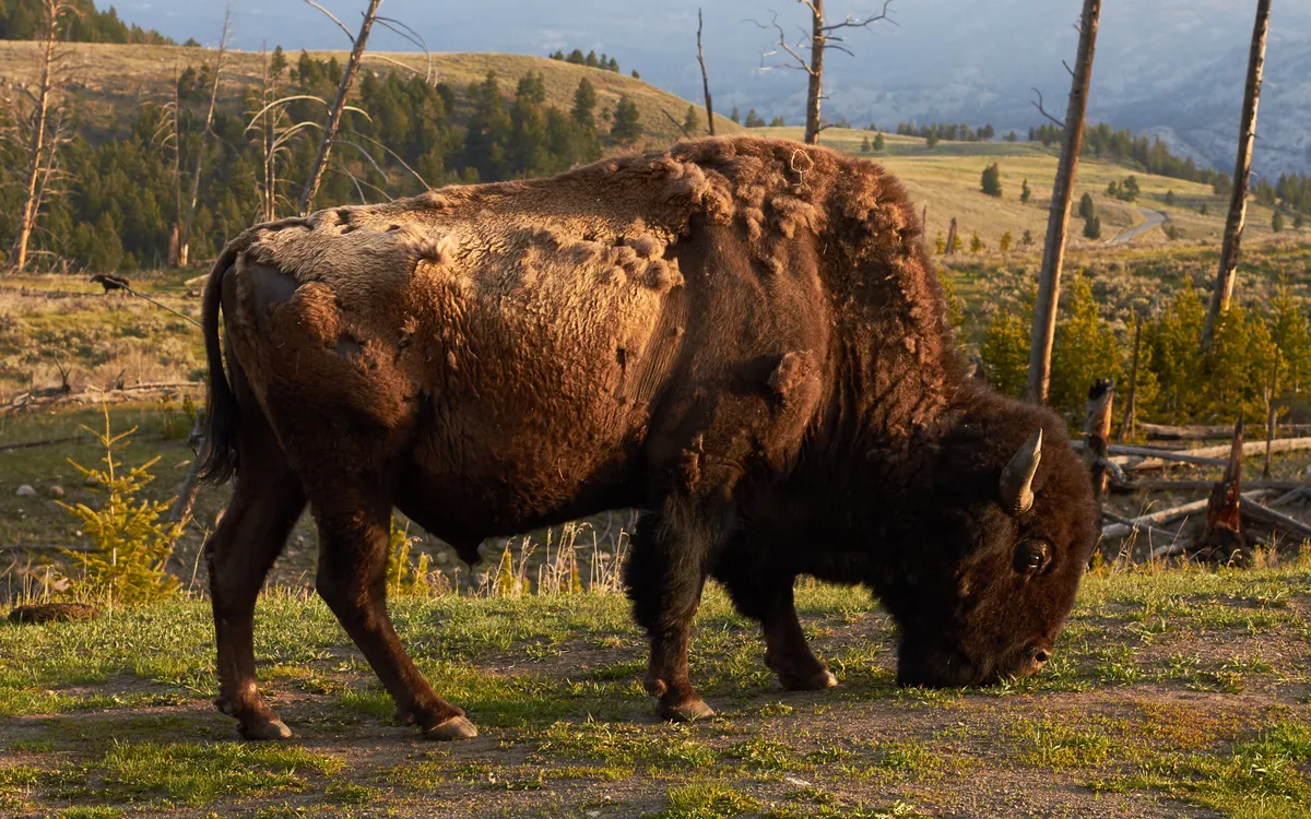 American bison on open grassland in Yellowstone National Park