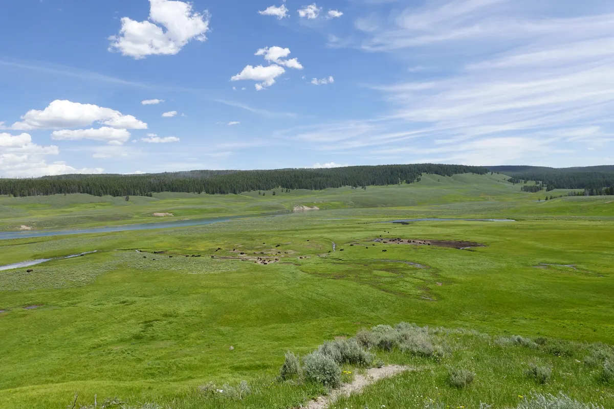 Herd of American bison spread across Hayden Valley grassland