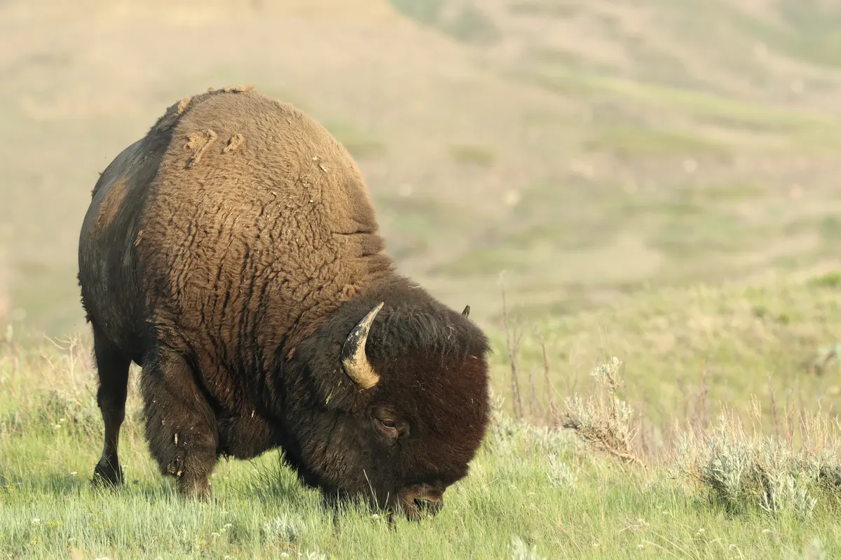 Full body side view of a large plains bison bull