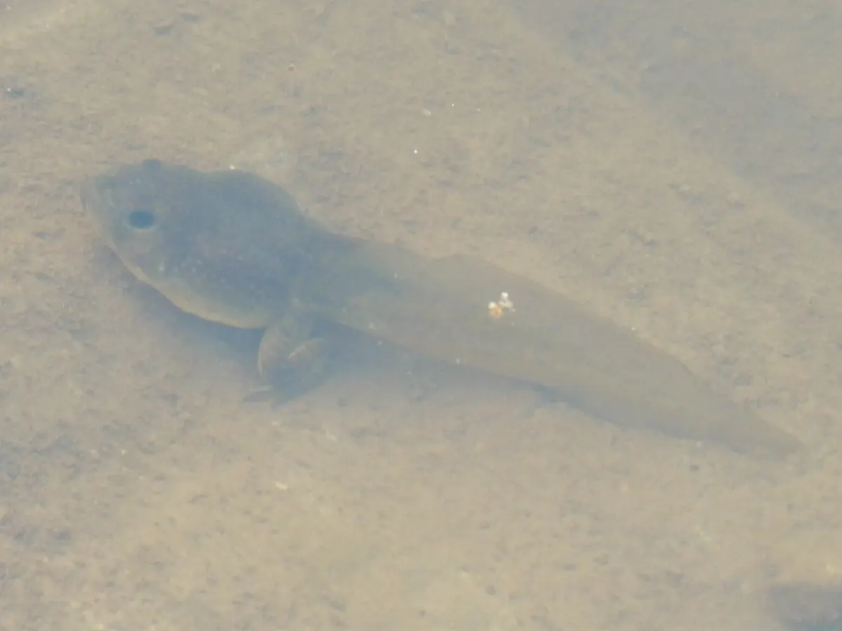 American bullfrog tadpole with developing hind legs