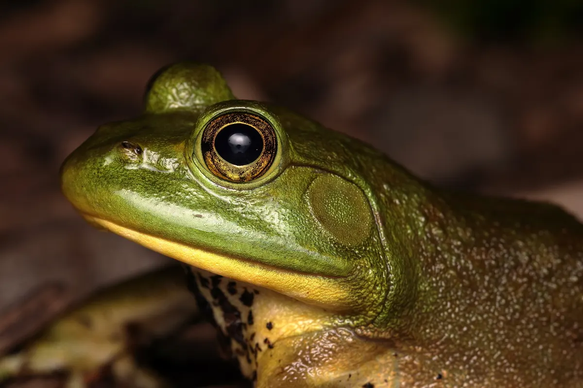 American bullfrog active at night beside water