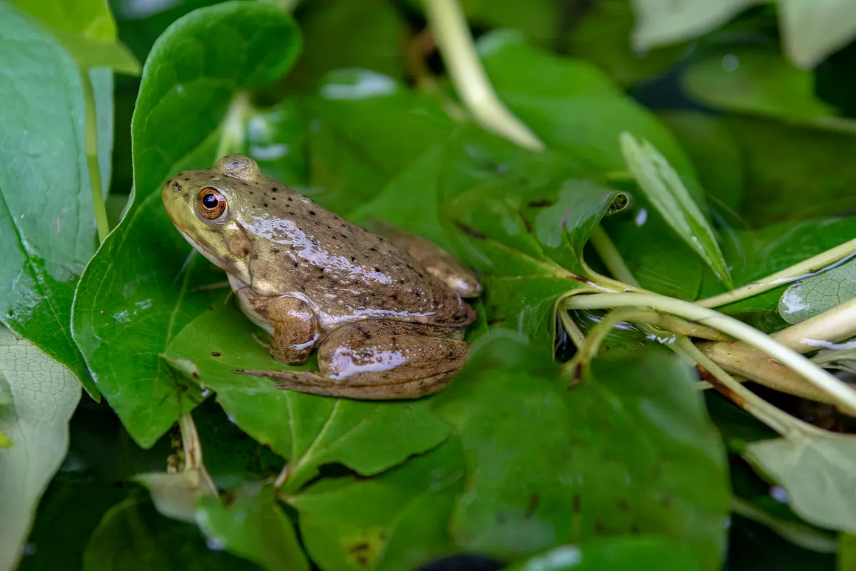 Juvenile American bullfrog sitting on damp ground