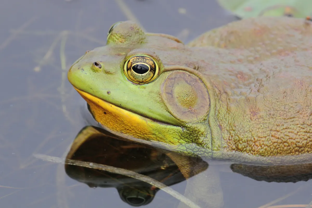 American bullfrog resting at the edge of a Quebec wetland