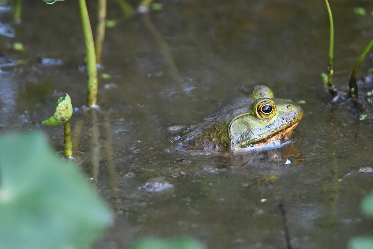 American bullfrog with head above the surface of a wetland pond