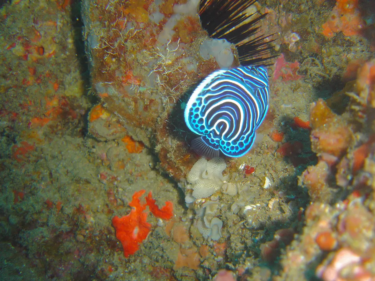 Juvenile emperor angelfish with dark blue and white rings