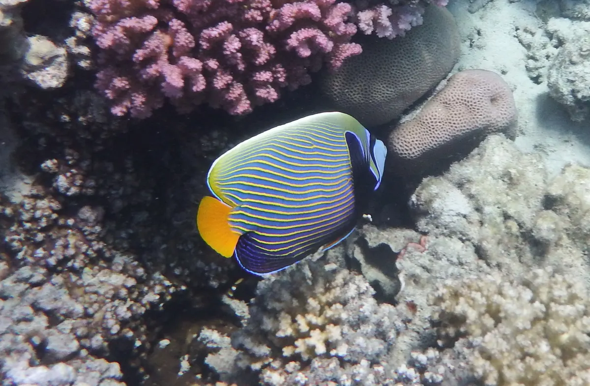 Close-up of an emperor angelfish face and fins