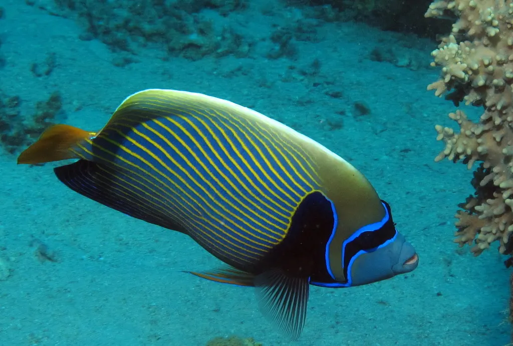 Young emperor angelfish with juvenile color pattern