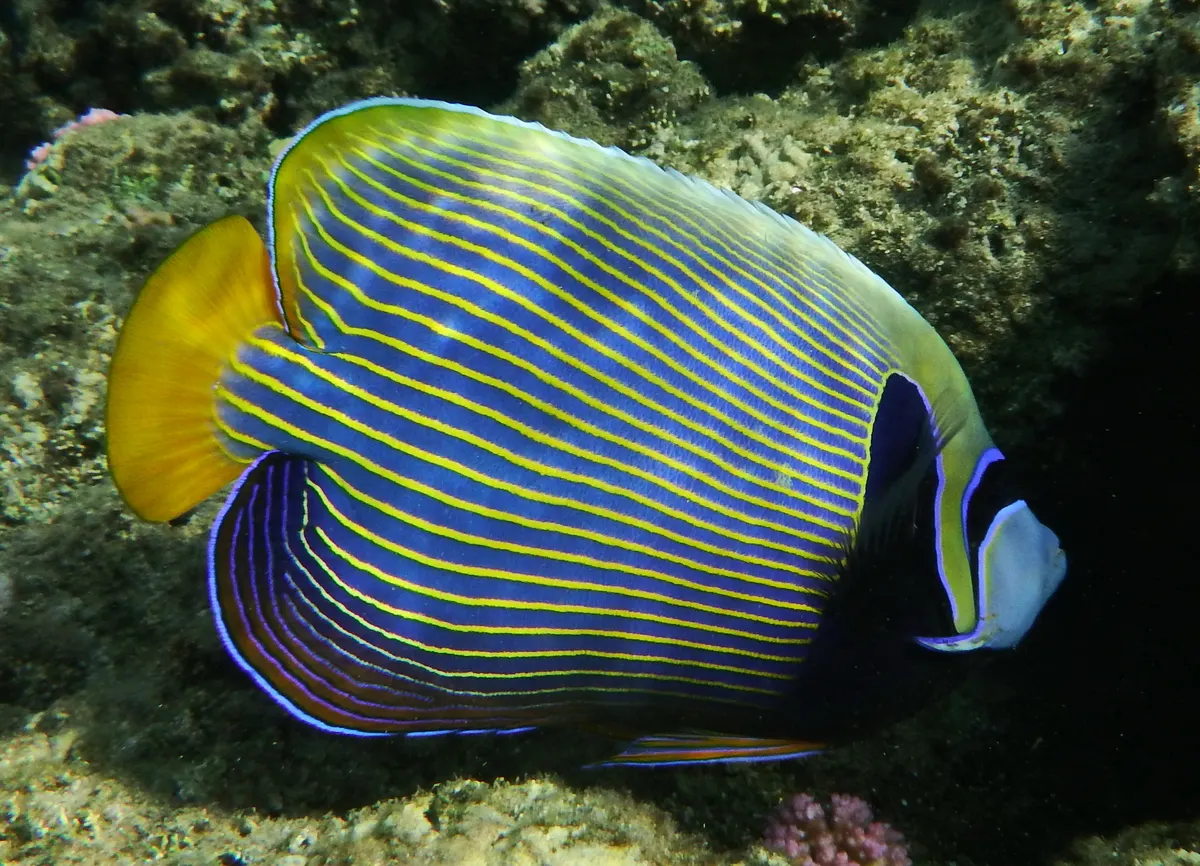Emperor angelfish feeding on reef growth