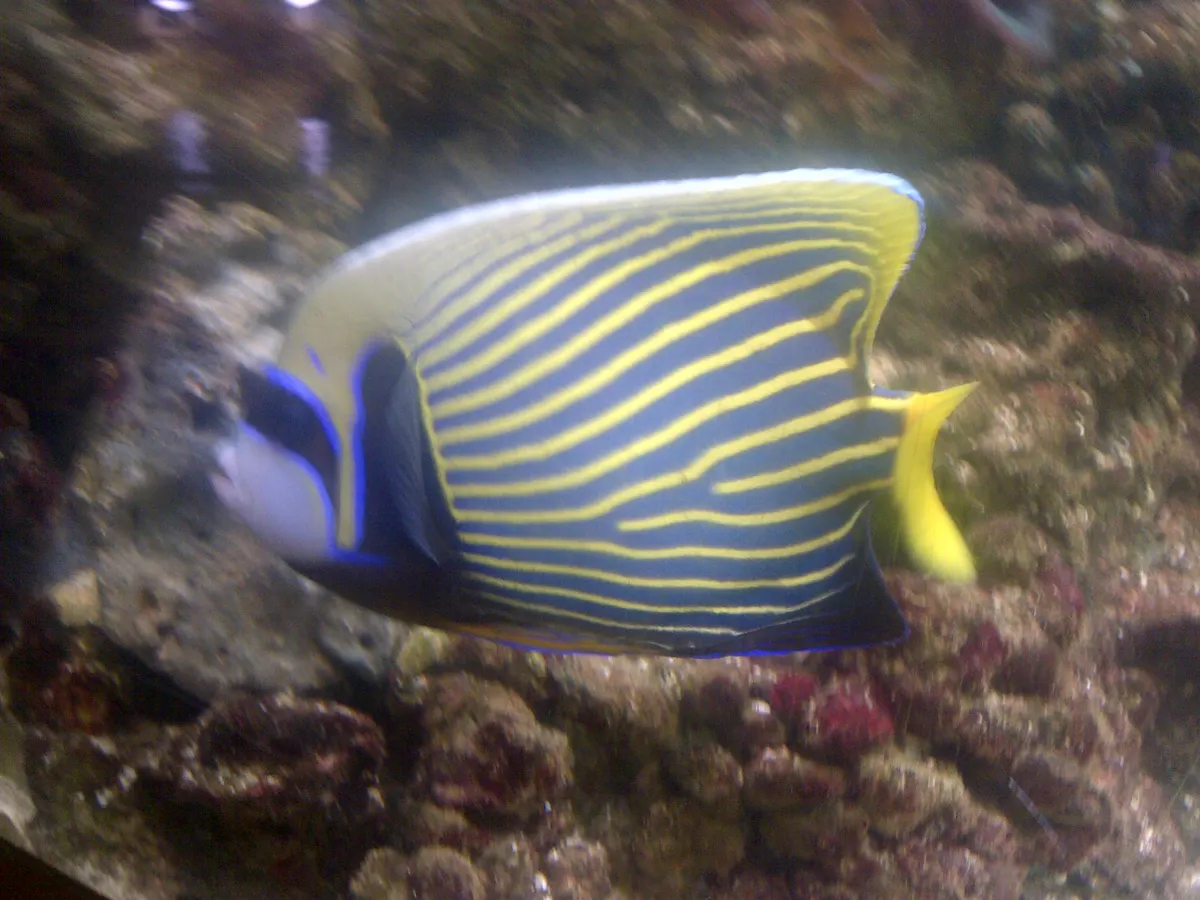 Adult emperor angelfish on a reef ledge