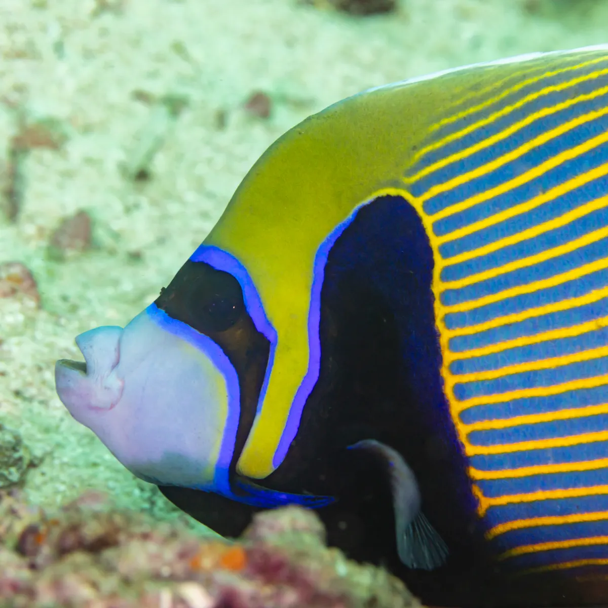 Emperor angelfish on a healthy coral reef