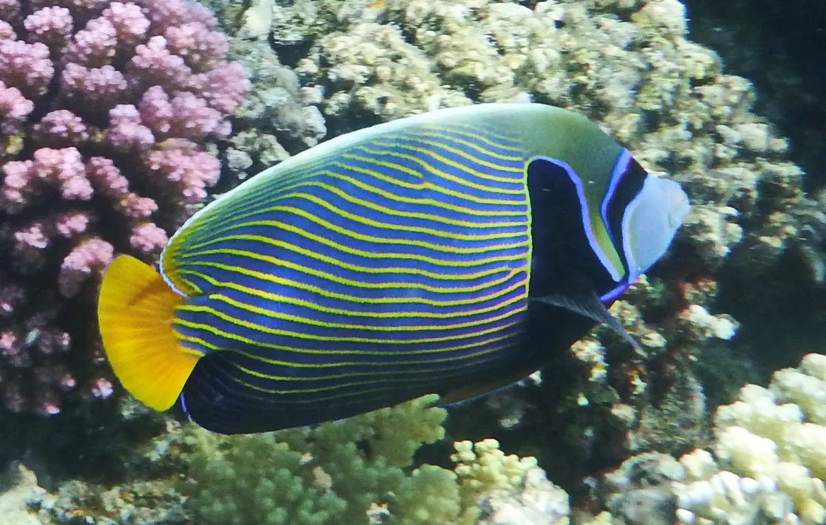 Emperor angelfish swimming over a coral reef in the Indian Ocean