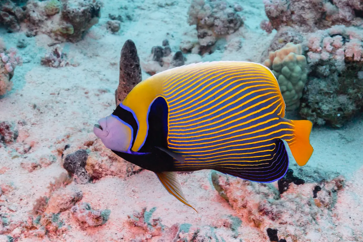 Emperor angelfish searching for food on a reef