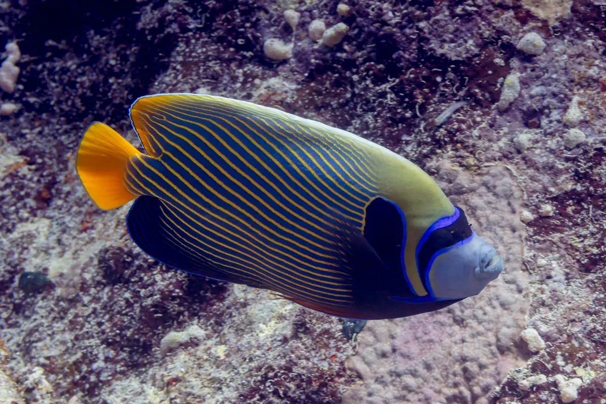 Emperor angelfish patrolling its reef territory