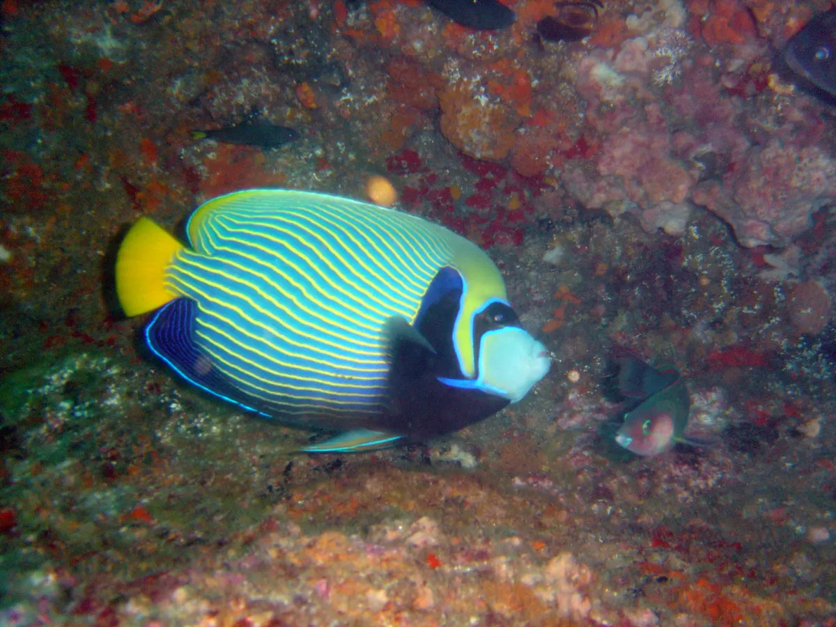 Colorful emperor angelfish swimming near reef structure