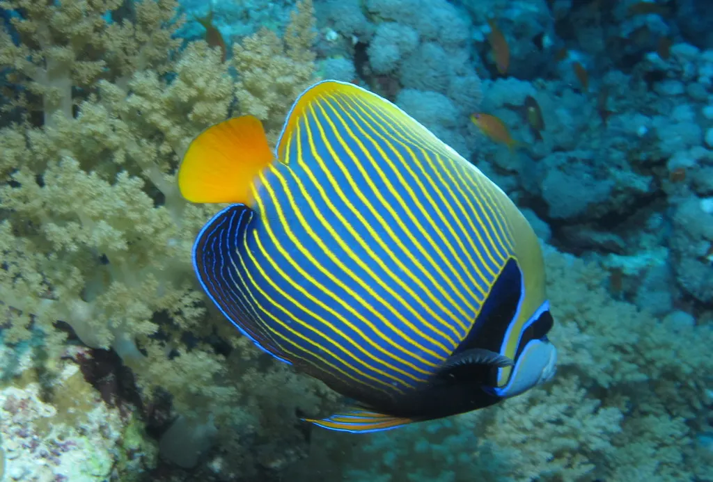 Emperor angelfish swimming over a coral reef