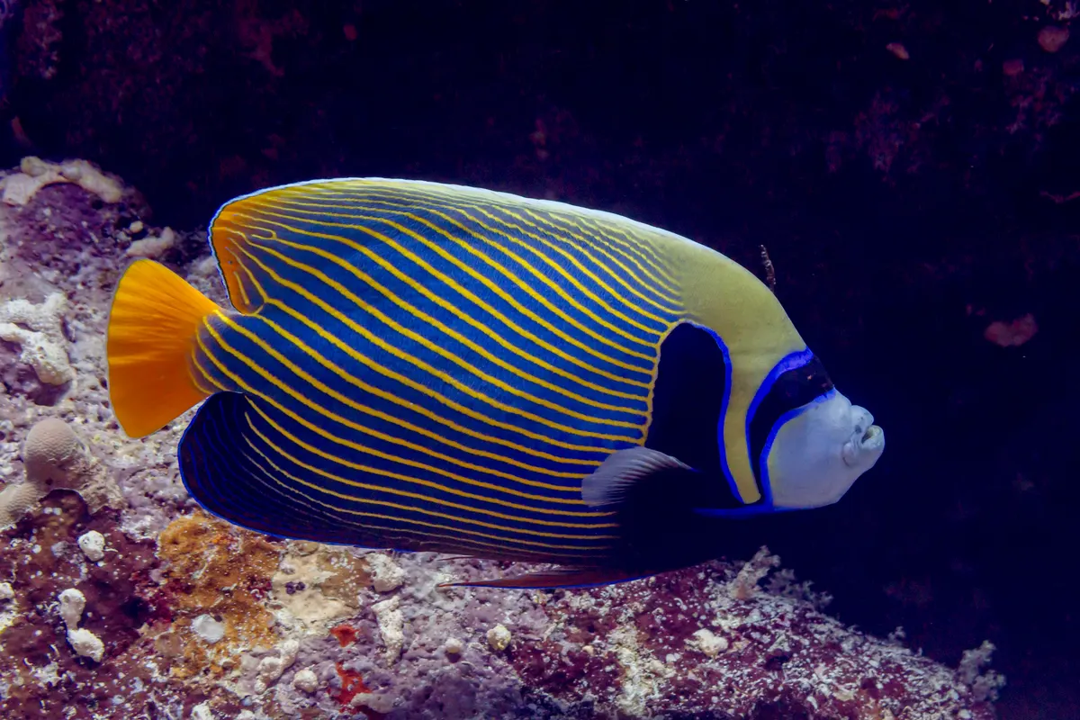 Adult emperor angelfish with bold blue and yellow stripes on a reef
